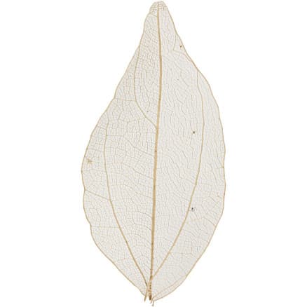 Skelettblad, L: 4,5-8 cm, natur, 20 st./ 1 förp.