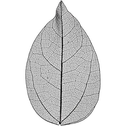 Skelettblad, L: 6-8 cm, svart, 20 st./ 1 förp.