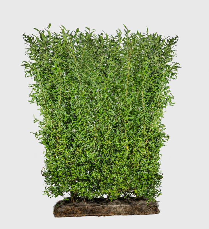 Færdighæk Liguster Liga 125cm