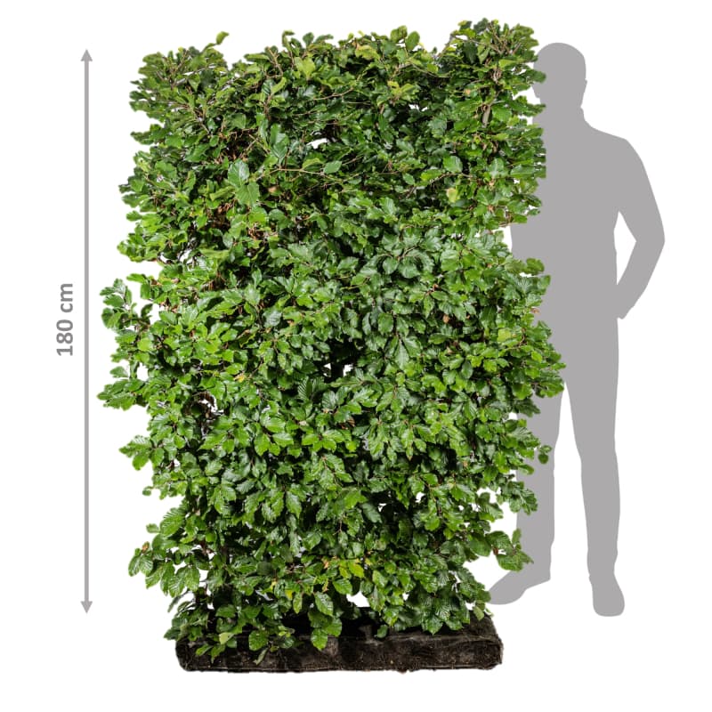 Færdighæk bøg 180 cm