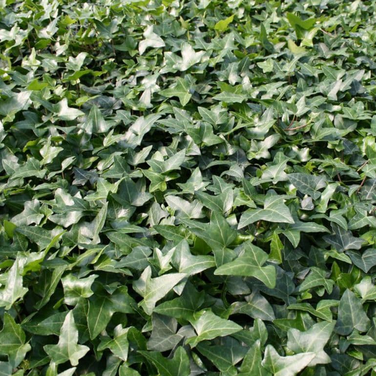 Vedbend - Hedera helix ´Hesma´