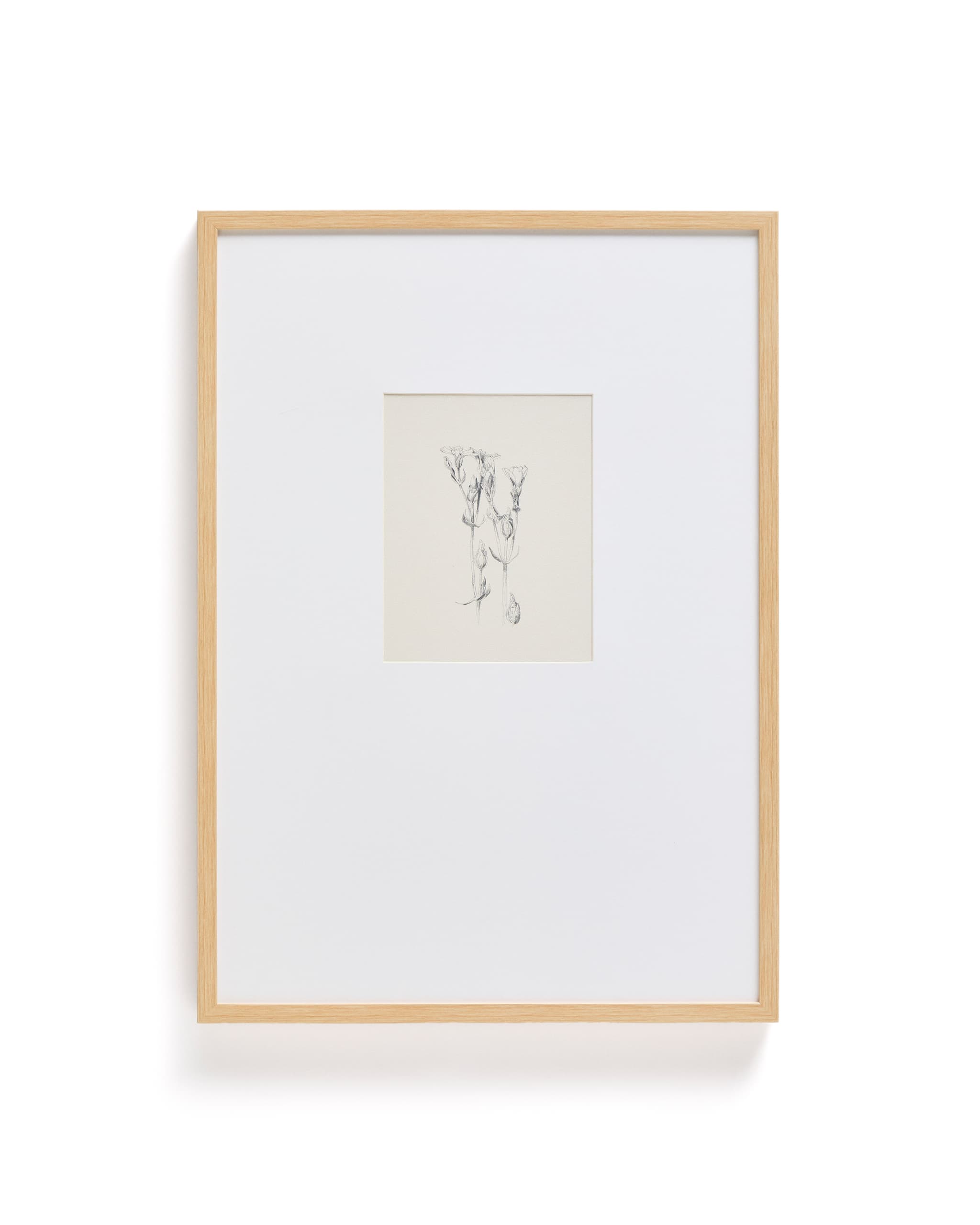 KAVE HOME Lirena-tavlan, rektangulär - botanisk illustration och ram (70x50)
