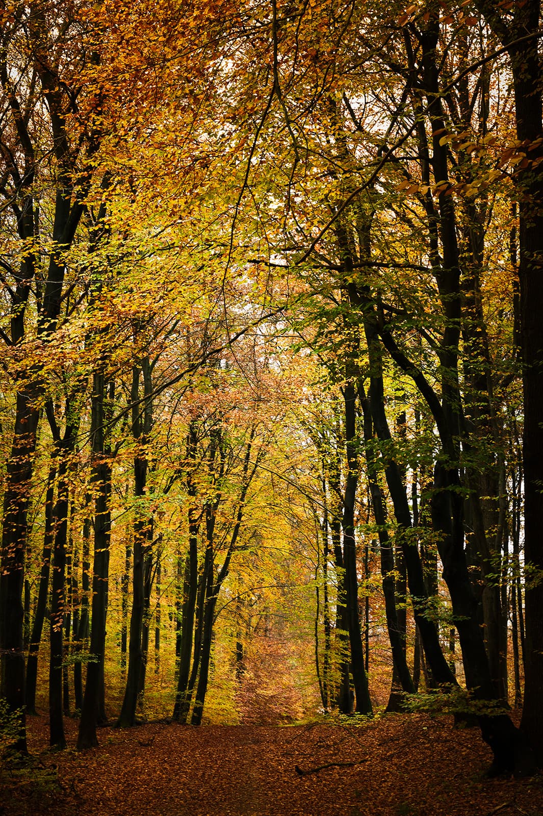 Autumn av Jakob Evers