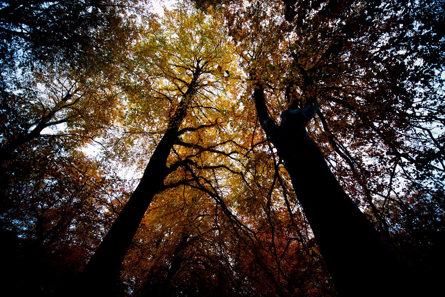 Black trees av David Foli