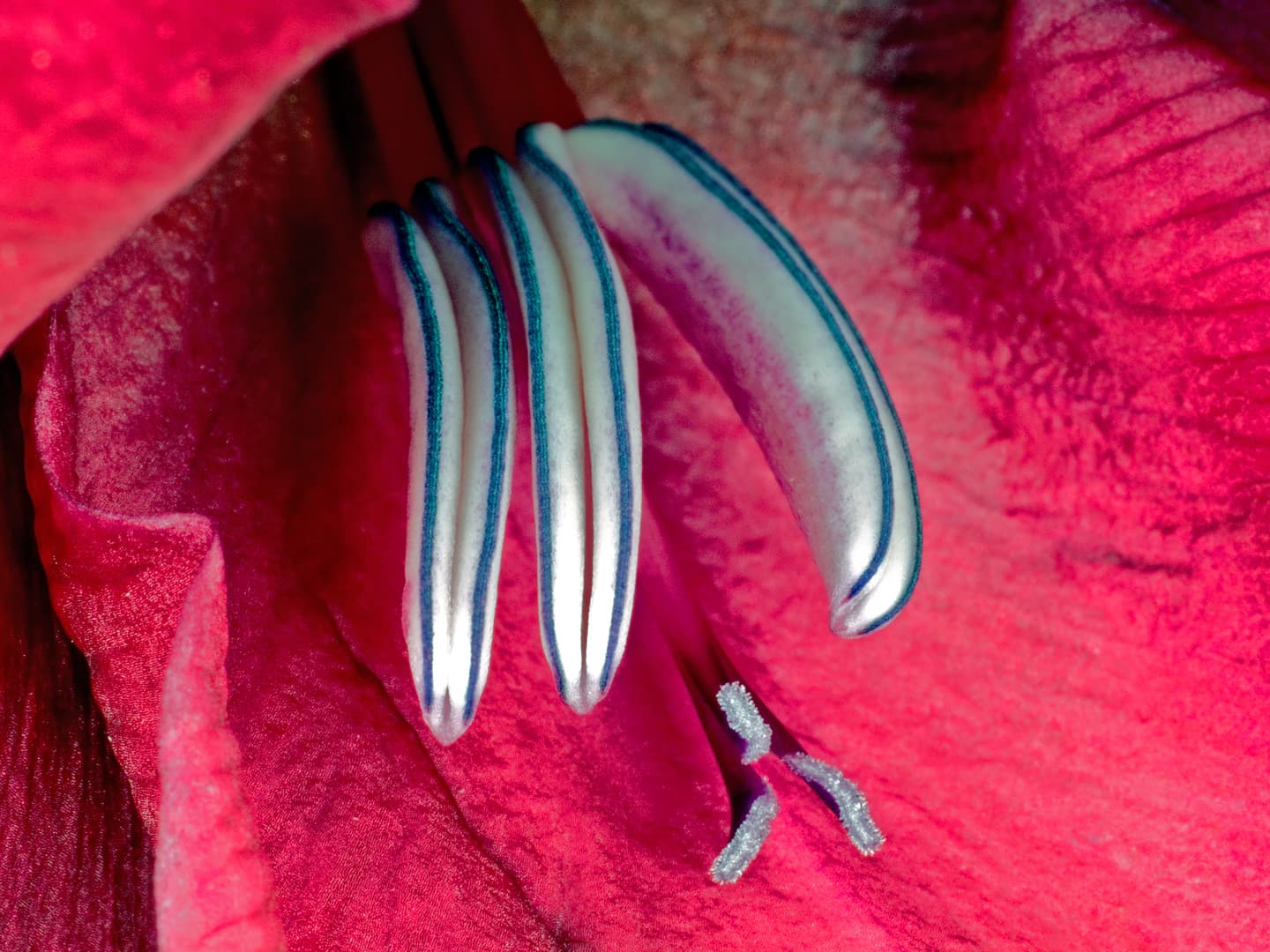 Gladiolus av Pauline Snoeijs
