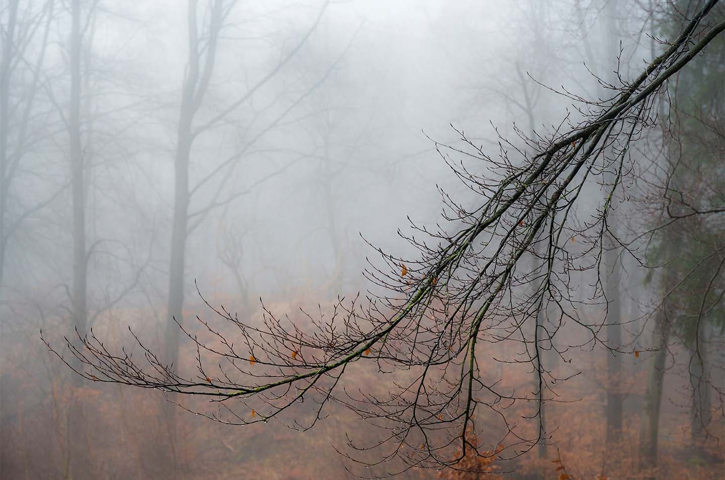 Raindrop Branch av Klint fotografi