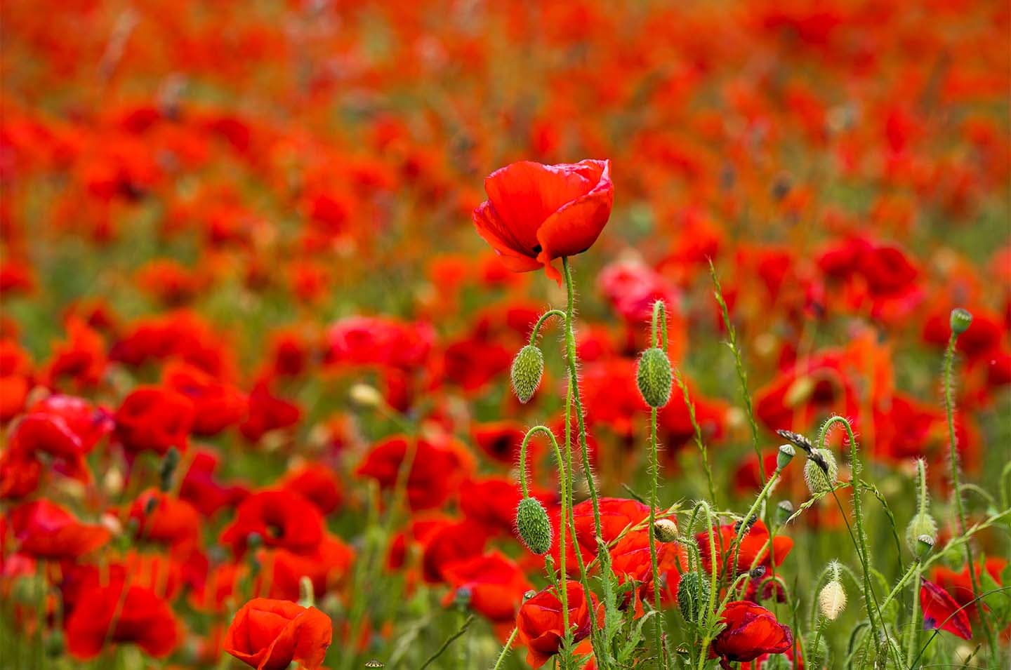 Flower Power av Klint fotografi