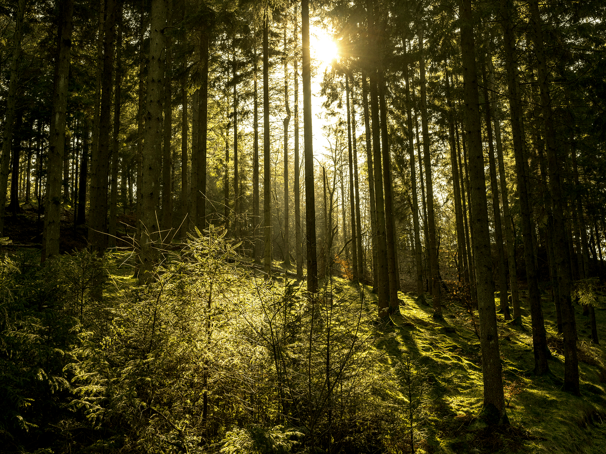 Natur14 av Preben Stentoft