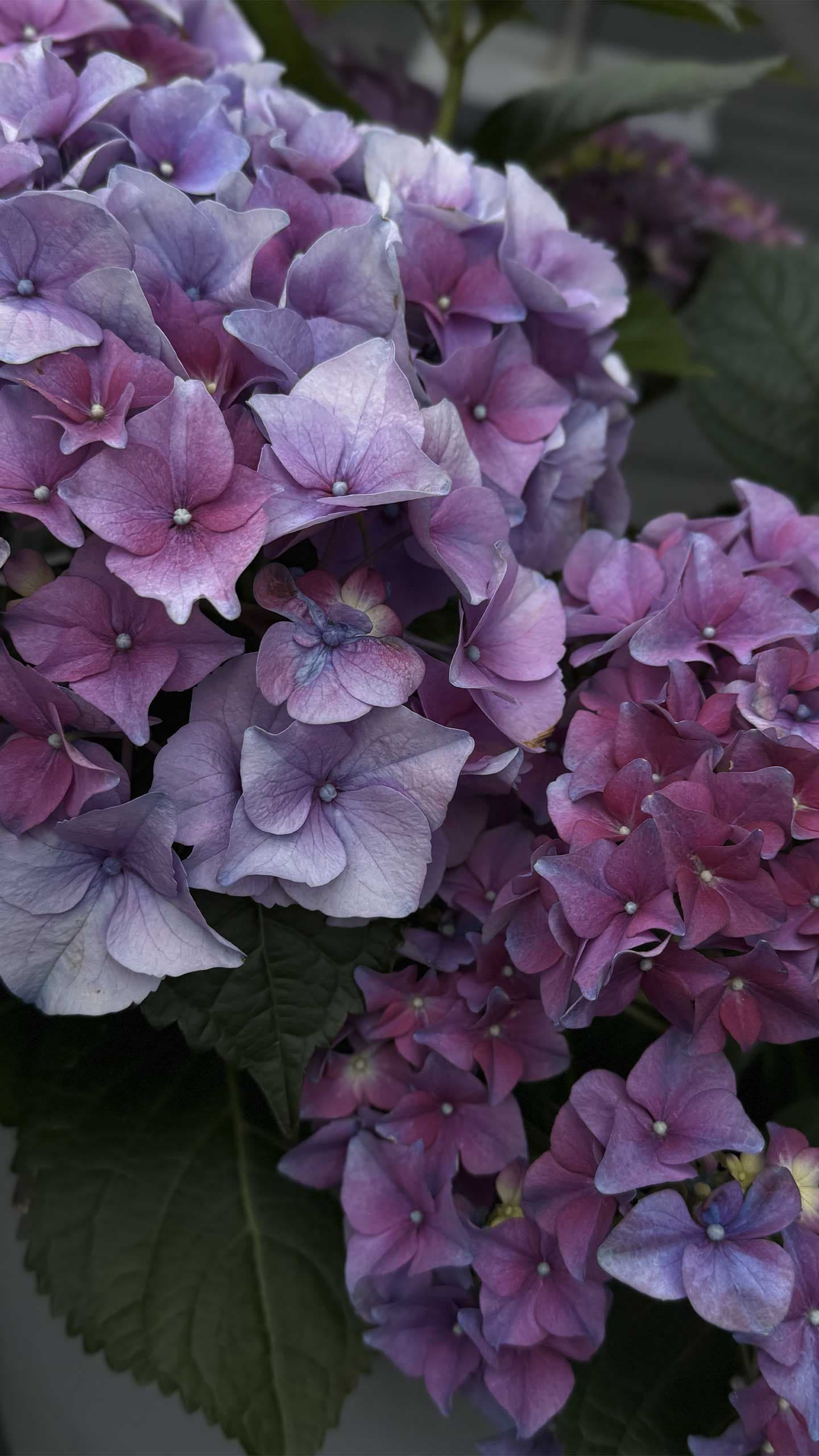 Smukke blomster av Heart Notes