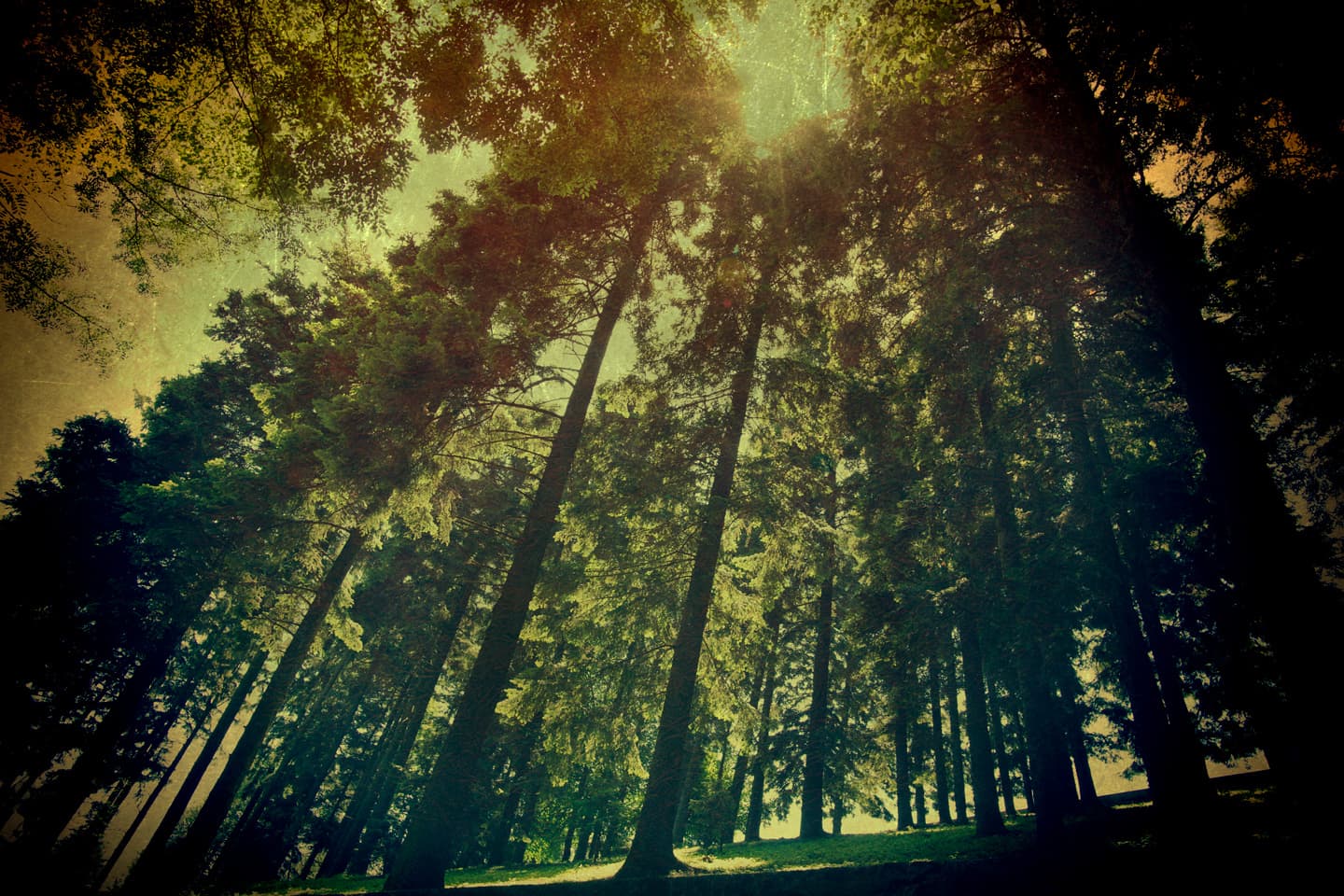 The Wood av Gustavo Orensztajn