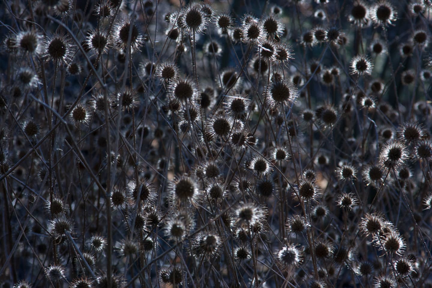 Thistle Light av Kirsten Stigsgaard