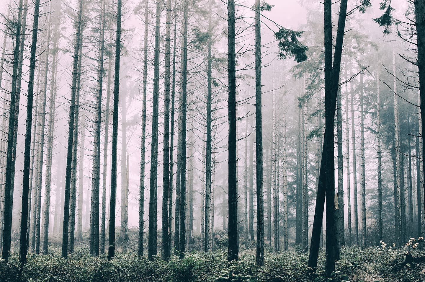 Trees1 av Henrik Hansen