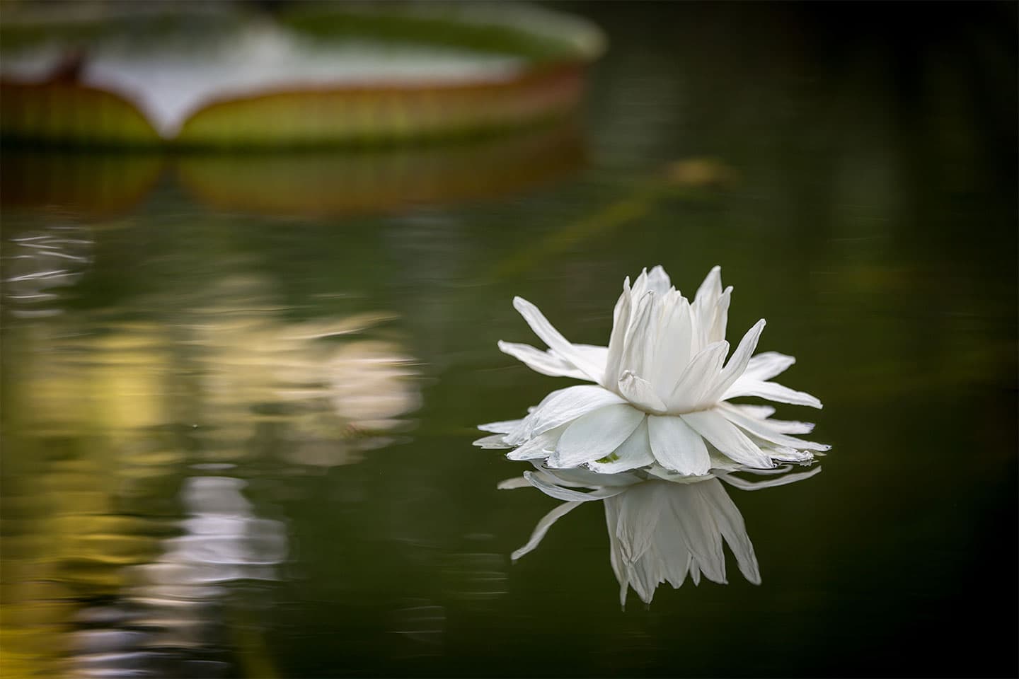 Water flower av Per Sørensen