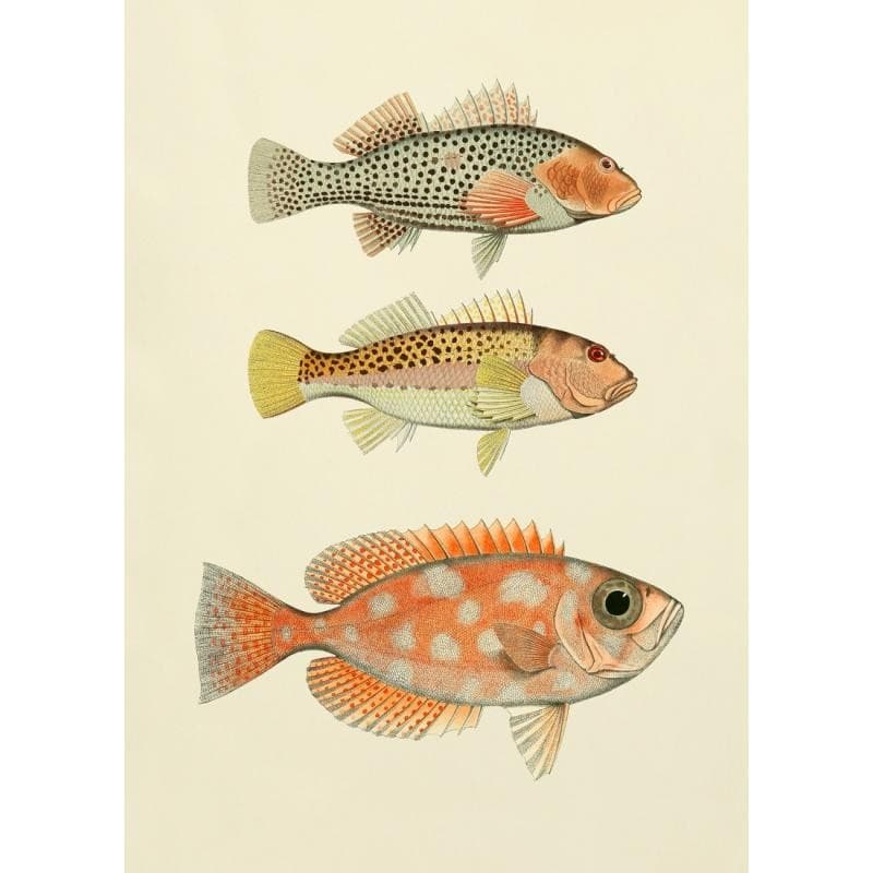 The Dybdahl Co. Fishes 3901 50x70 cm. uden ramme