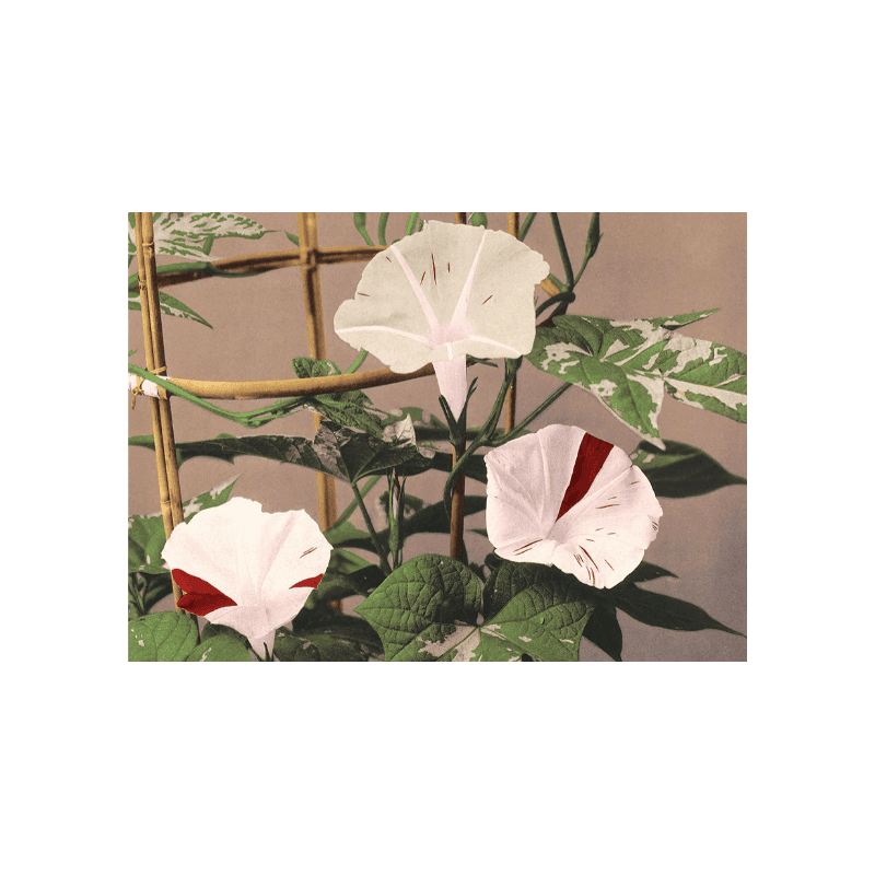 The Dybdahl Co. Striped Bindweed 50x70 cm. uden ramme