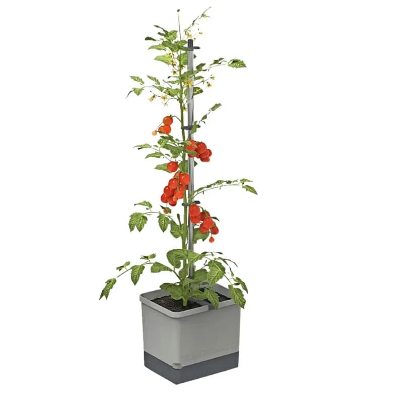 Gusta Garden Tom Tomato - Light Grey