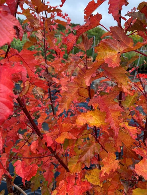 Tatar Løn - Acer Merlot Magic 200-250 cm