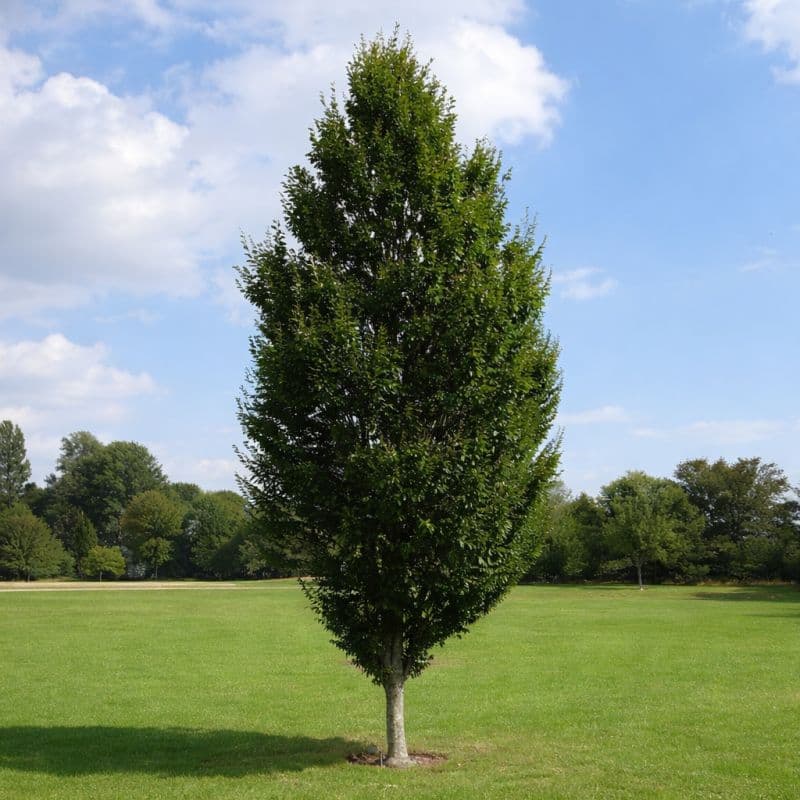 Pyramideavnbøg - Carpinus betulus Fastigiata 125-150 cm