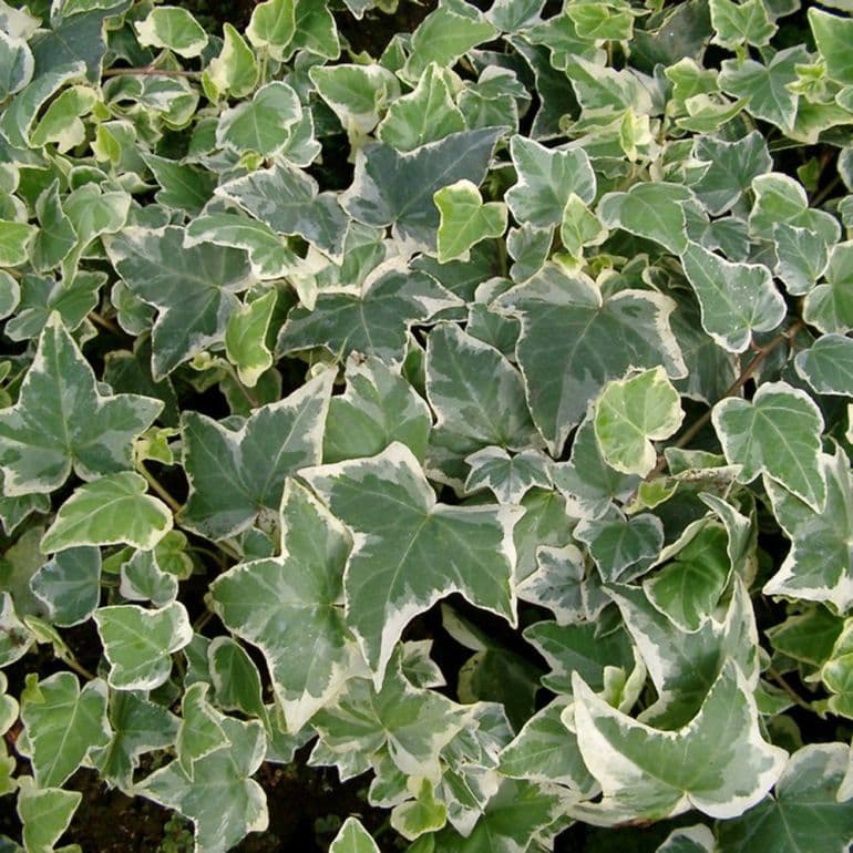 Vedbend - Hedera Helix ´Koldinghus´