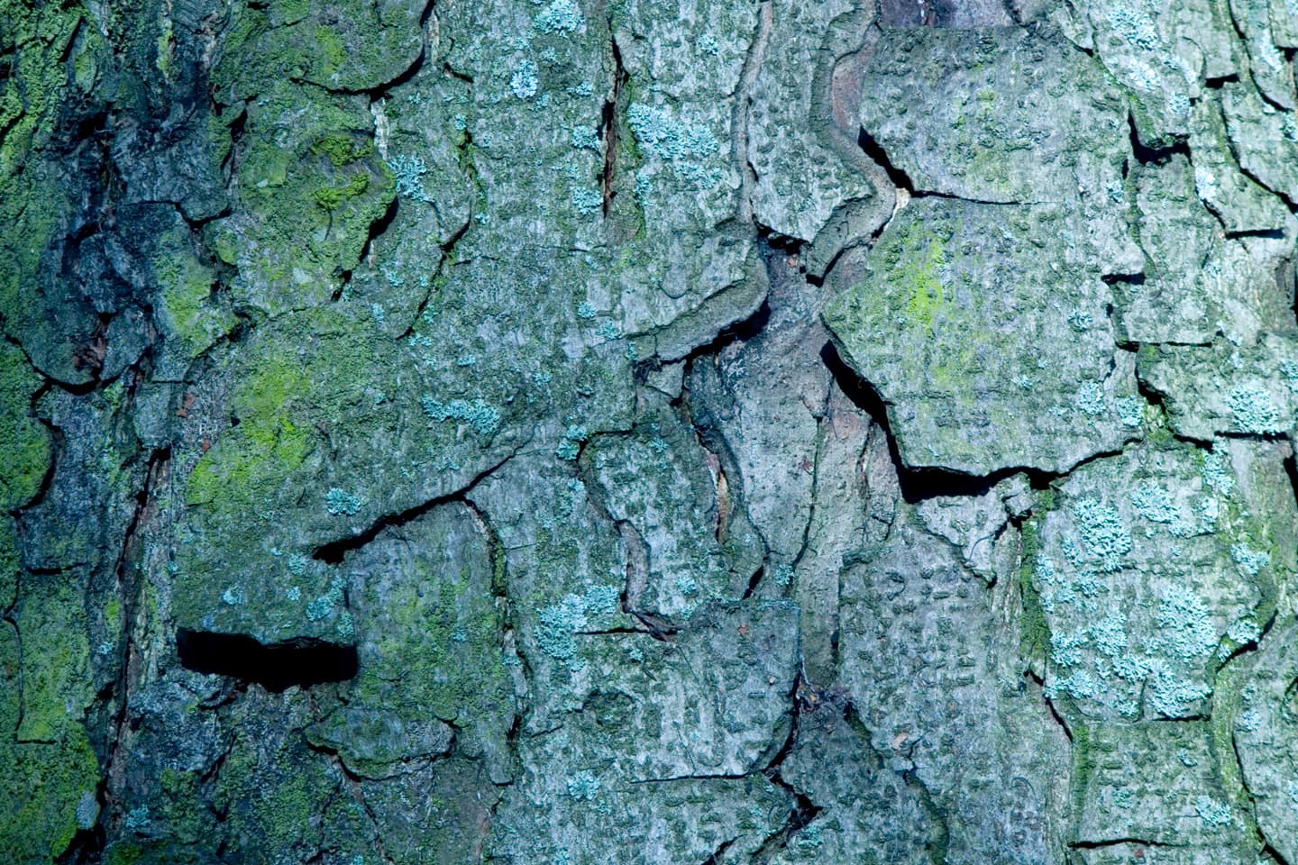 Bark av Kirsten Stigsgaard