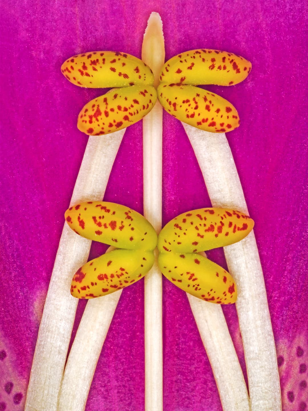 Digitalis Purpurea av Pauline Snoeijs