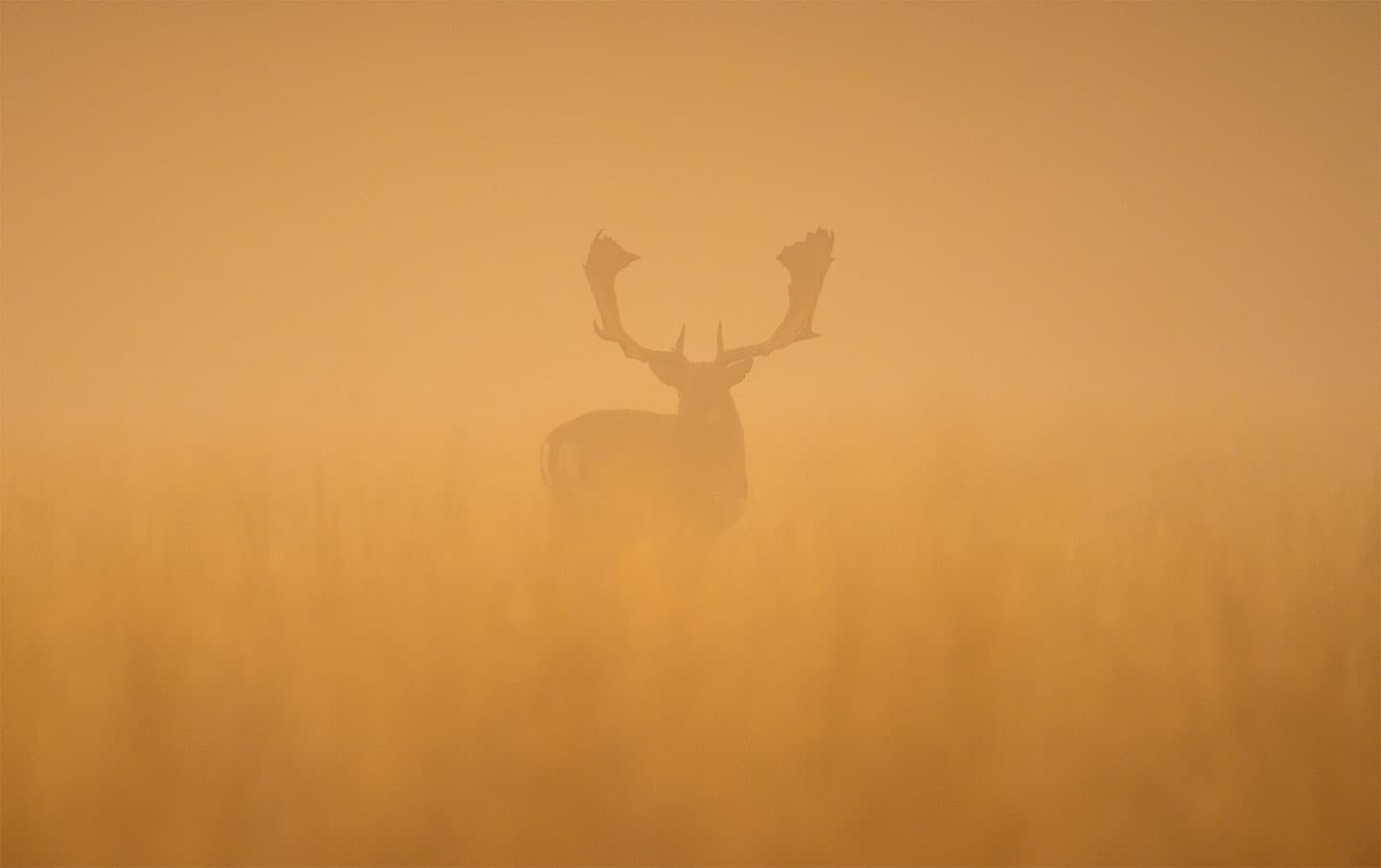 Fallow deer stag at dawn av Daniel Faisst