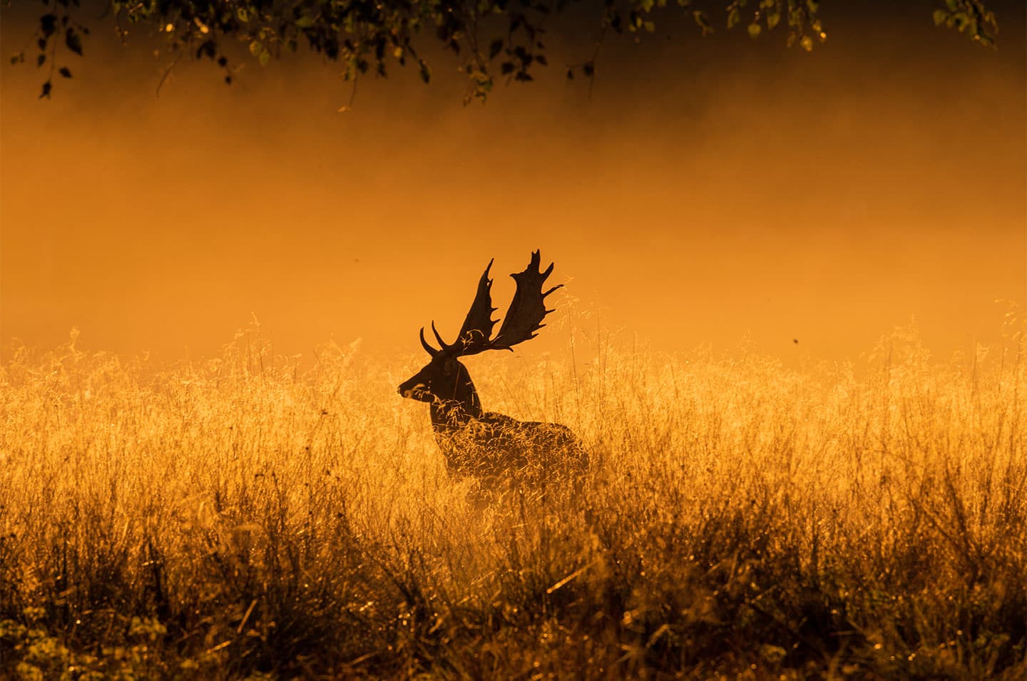 Foggy morning av Daniel Faisst