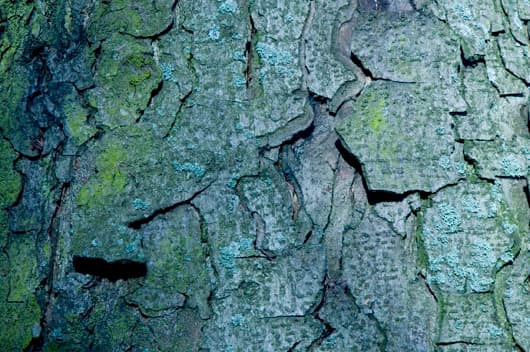 Blå bark av Kirsten Stigsgaard